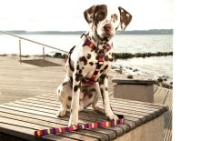 Max & Molly Postroj pro psa Summertime (2)